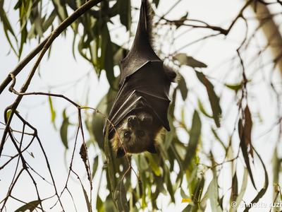 Grey headed flying fox hanging in a tree, wrapped up in its wings.