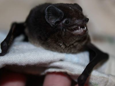Microbat sitting in a persons hand with an open mouth looking like they are smiling.